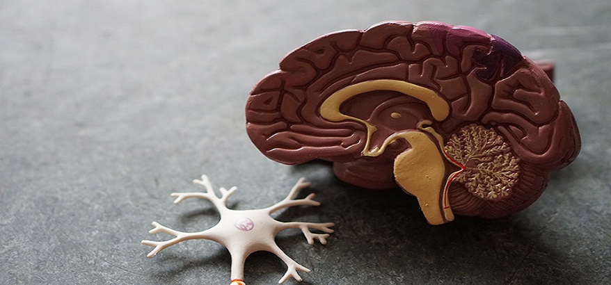 Lebih Jauh Mengenal Amoeba Pemakan Otak & Cara Mengatasinya