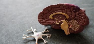 Lebih Jauh Mengenal Amoeba Pemakan Otak & Cara Mengatasinya